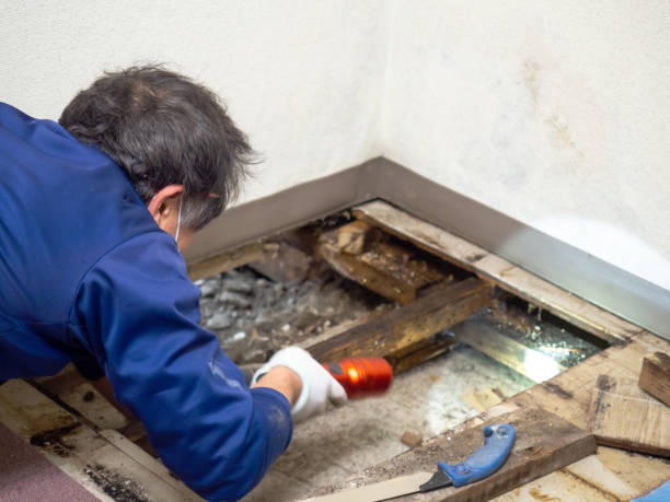 Best Attic Mold Removal  in Hustisford, WI