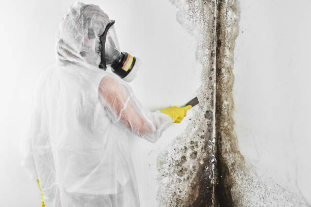 Best Affordable Mold Removal  in Hustisford, WI