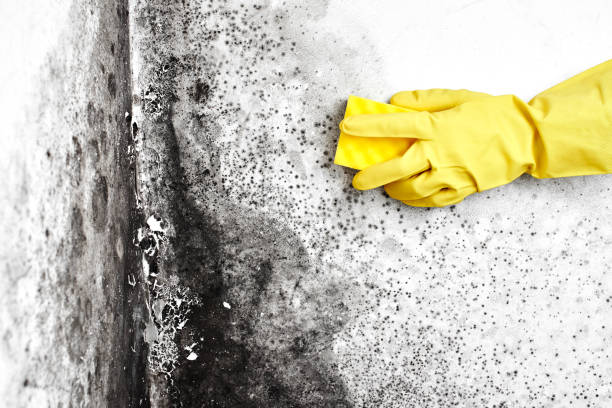 Best Water Damage Restoration  in Hustisford, WI