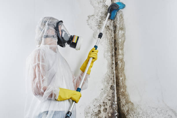 Best Mold Remediation  in Hustisford, WI