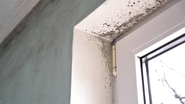 Best Fast Mold Removal  in Hustisford, WI