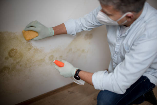 Best Fast Mold Removal  in Hustisford, WI