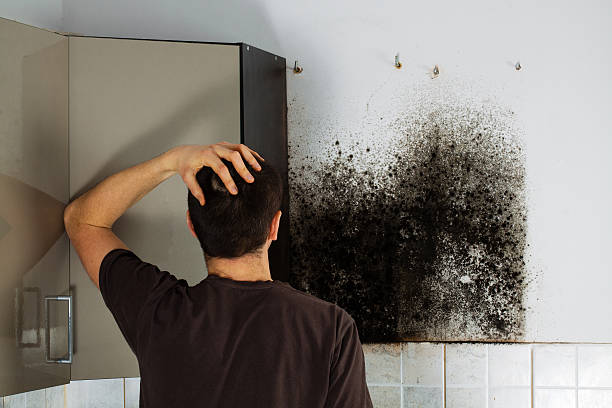 Best Mold Damage Repair  in Hustisford, WI