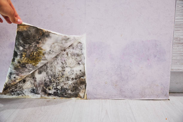 Best Emergency Mold Removal  in Hustisford, WI